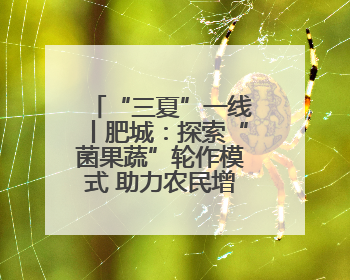“三夏”一线丨肥城：探索“菌果蔬”轮作模式 助力农民增收致富