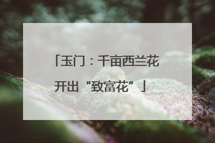玉门：千亩西兰花开出“致富花”