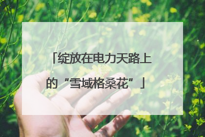 绽放在电力天路上的“雪域格桑花”