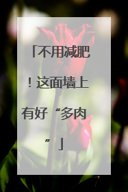 不用减肥！这面墙上有好“多肉”