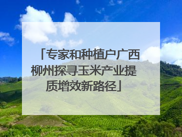 专家和种植户广西柳州探寻玉米产业提质增效新路径