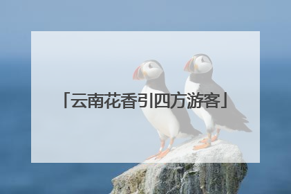 云南花香引四方游客