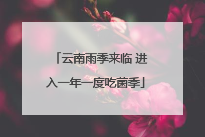云南雨季来临 进入一年一度吃菌季