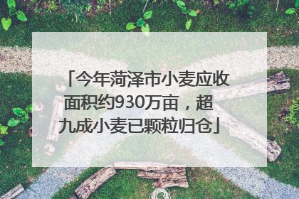 今年菏泽市小麦应收面积约930万亩，超九成小麦已颗粒归仓