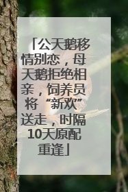 公天鹅移情别恋，母天鹅拒绝相亲，饲养员将“新欢”送走，时隔10天原配重逢
