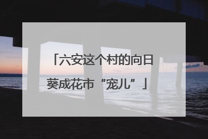 六安这个村的向日葵成花市“宠儿”