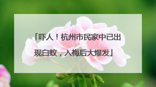 吓人！杭州市民家中已出现白蚁，入梅后大爆发