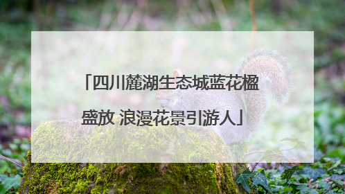 四川麓湖生态城蓝花楹盛放 浪漫花景引游人