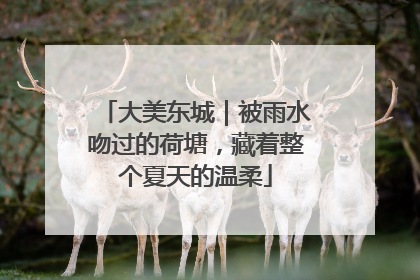 大美东城｜被雨水吻过的荷塘，藏着整个夏天的温柔