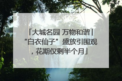 大城名园 万物和谐│“白衣仙子”盛放引围观，花期仅剩半个月