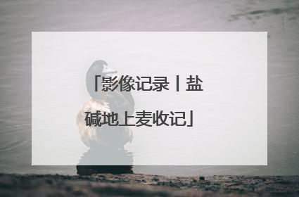 影像记录丨盐碱地上麦收记