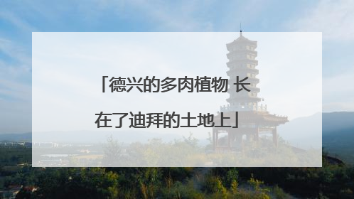 德兴的多肉植物 长在了迪拜的土地上