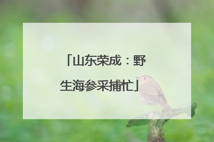 山东荣成：野生海参采捕忙