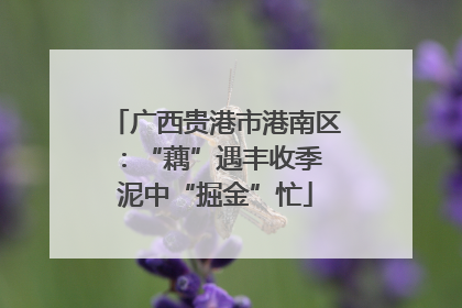 广西贵港市港南区：“藕”遇丰收季 泥中“掘金”忙