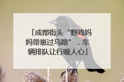 成都街头“野鸡妈妈带崽过马路”，车辆排队让行暖人心