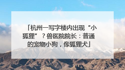 杭州一写字楼内出现“小狐狸”？兽医院院长：普通的宠物小狗，像狐狸犬