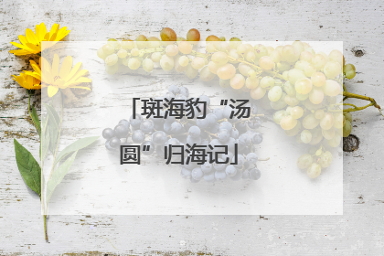 斑海豹“汤圆”归海记