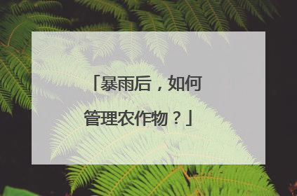 暴雨后，如何管理农作物？