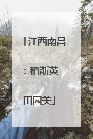 江西南昌：稻渐黄 田园美