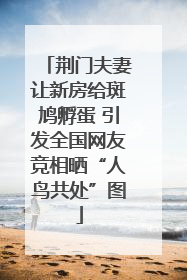荆门夫妻让新房给斑鸠孵蛋 引发全国网友竞相晒“人鸟共处”图