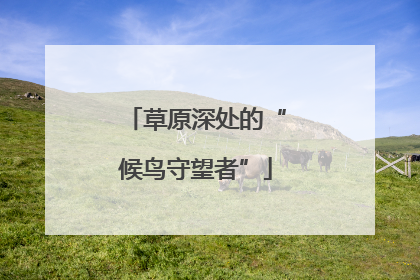 草原深处的“候鸟守望者”