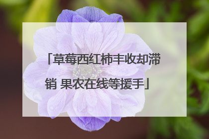 草莓西红柿丰收却滞销 果农在线等援手