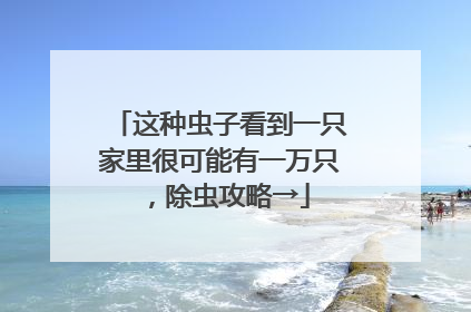 这种虫子看到一只家里很可能有一万只，除虫攻略→