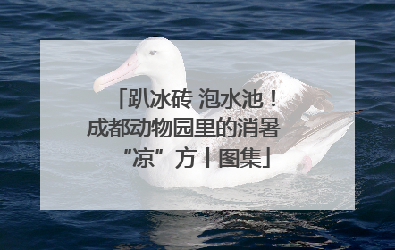 趴冰砖 泡水池！成都动物园里的消暑“凉”方丨图集