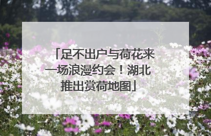 足不出户与荷花来一场浪漫约会！湖北推出赏荷地图