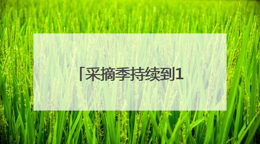 采摘季持续到11月，谷城县庙滩镇邓家湾村的蜜桃丰收啦！