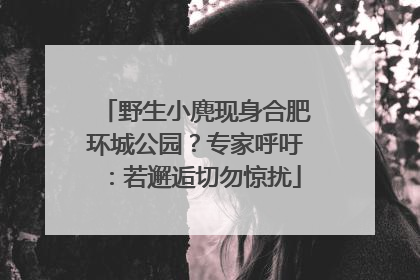 野生小麂现身合肥环城公园？专家呼吁：若邂逅切勿惊扰