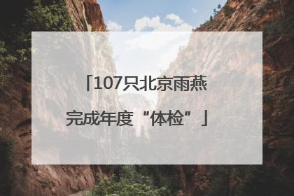 107只北京雨燕完成年度“体检”